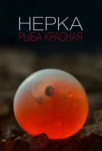 Нерка. Рыба красная (2020) онлайн бесплатно